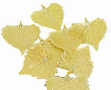 Real Leaf PENDANT with Chain COTTONWOOD Dipped in 24K Yellow Gold Necklace