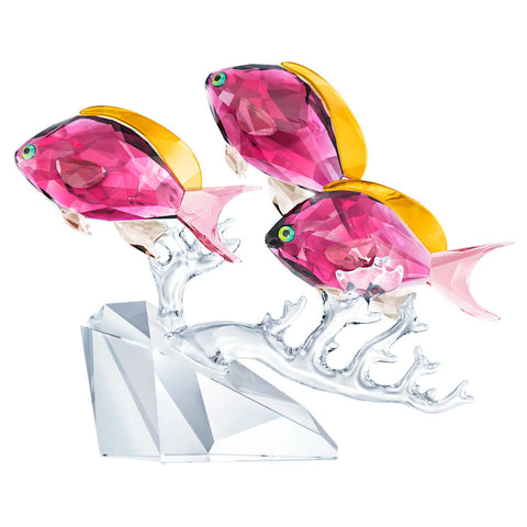 Swarovski Crystal Figurine Anthias Fish Trio -5428652